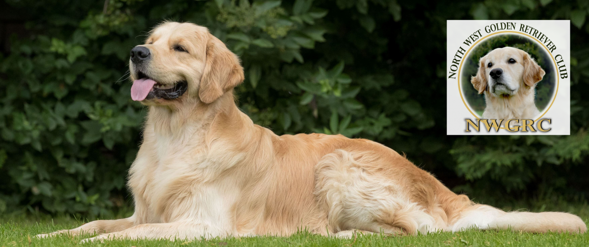 NORTH WEST GOLDEN RETRIEVER CLUB