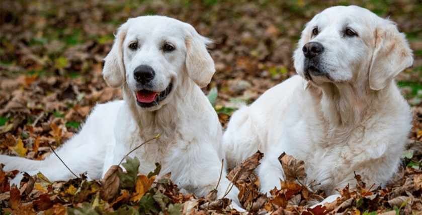North West Golden Retriever Rescue Photos